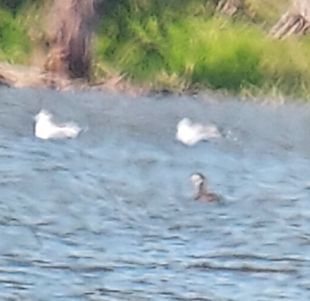 Red-necked Grebe - ML640872638