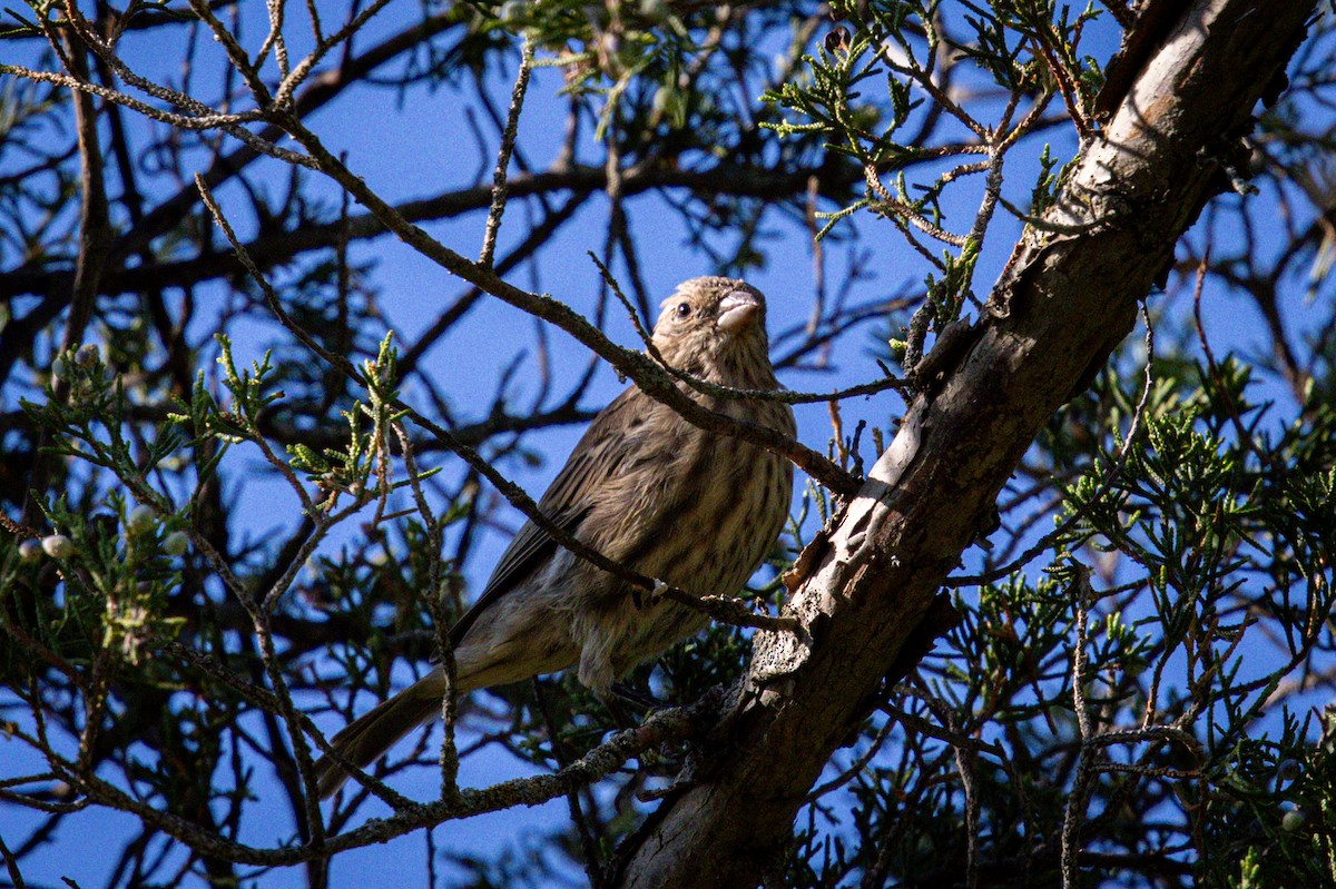 House Finch - ML640872713