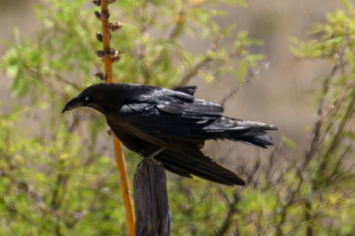 kaktusravn - ML640872759