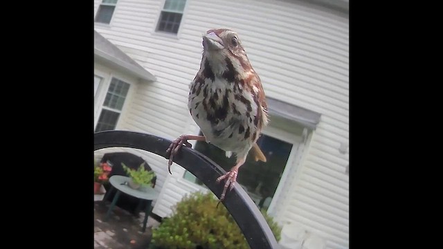 Song Sparrow - ML640872819