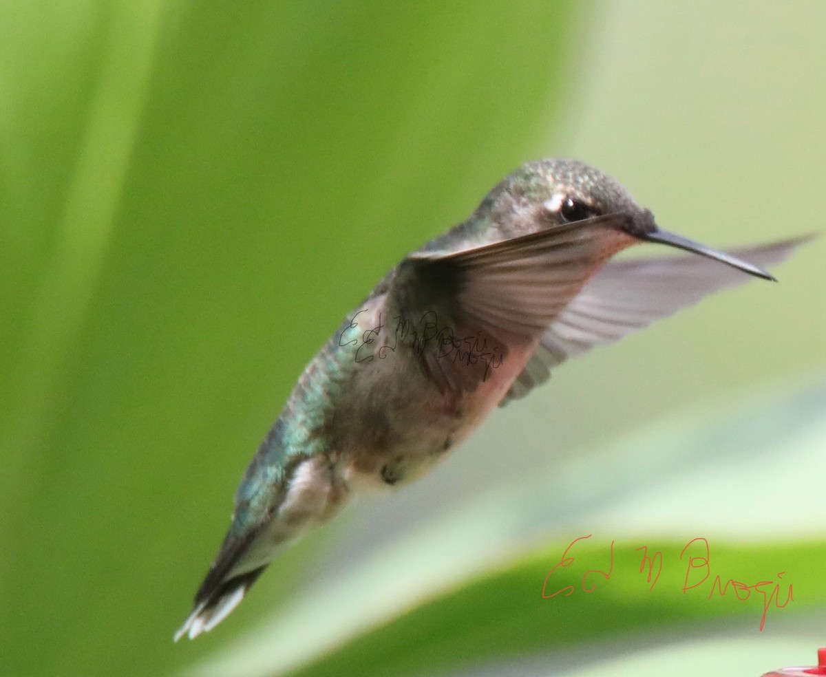 Ruby-throated Hummingbird - ML640872824
