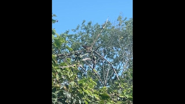 Northern Waterthrush - ML640872842