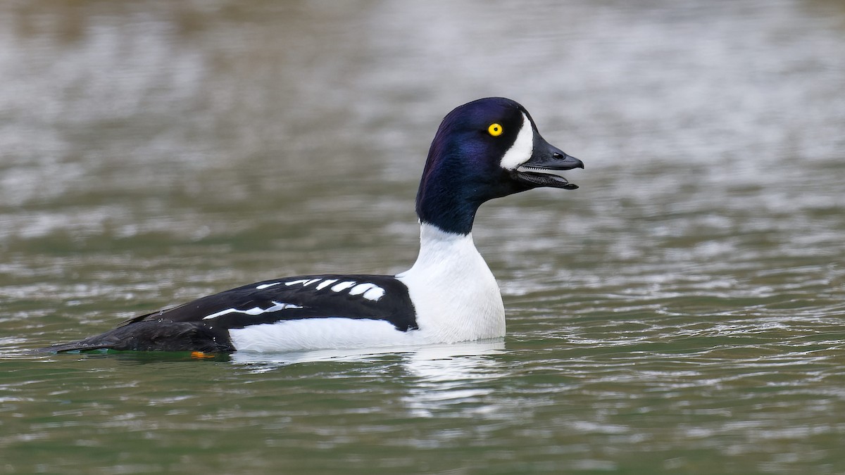 Barrow's Goldeneye - ML640872851
