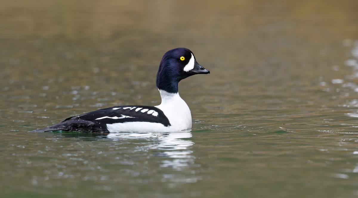 Barrow's Goldeneye - ML640872852