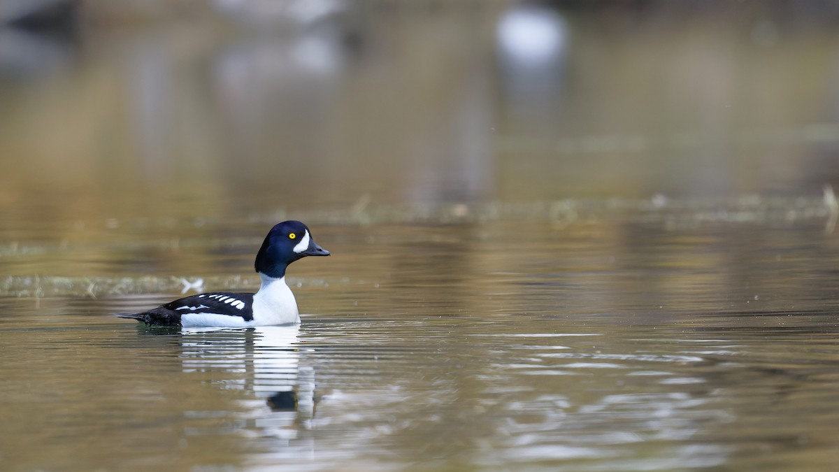 Barrow's Goldeneye - ML640872853