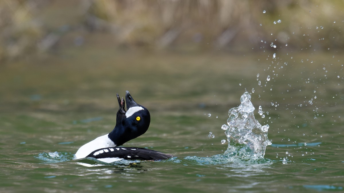 Barrow's Goldeneye - ML640872854