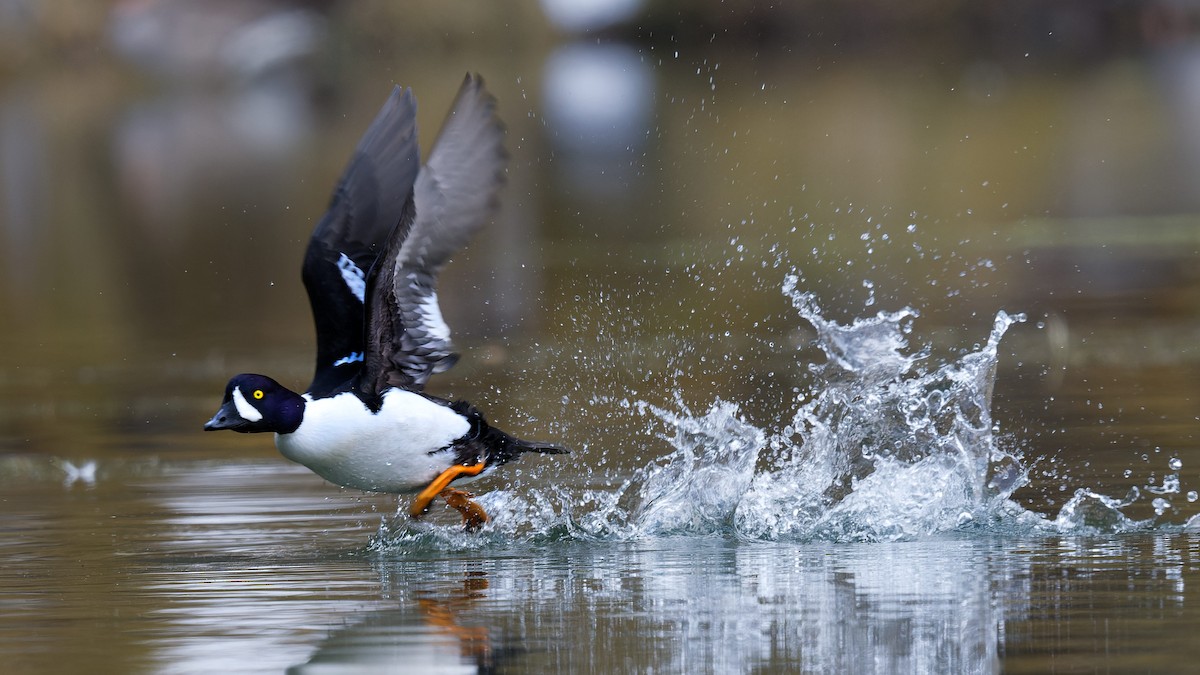 Barrow's Goldeneye - ML640872855