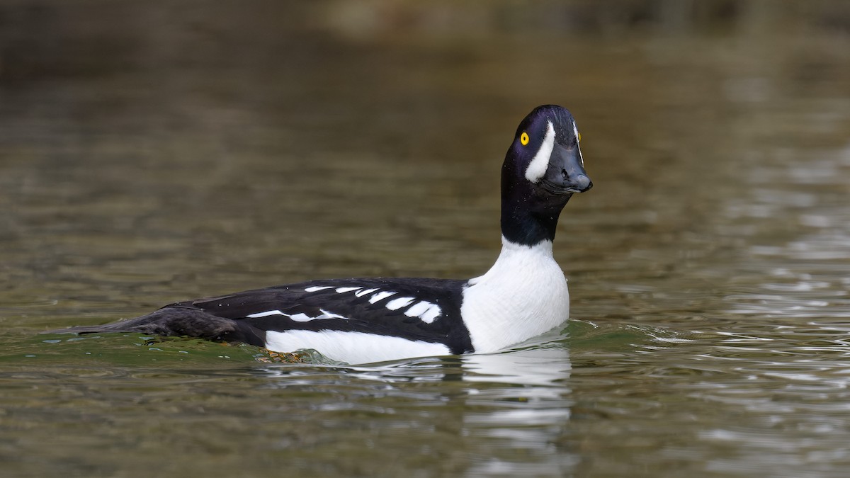 Barrow's Goldeneye - ML640872857