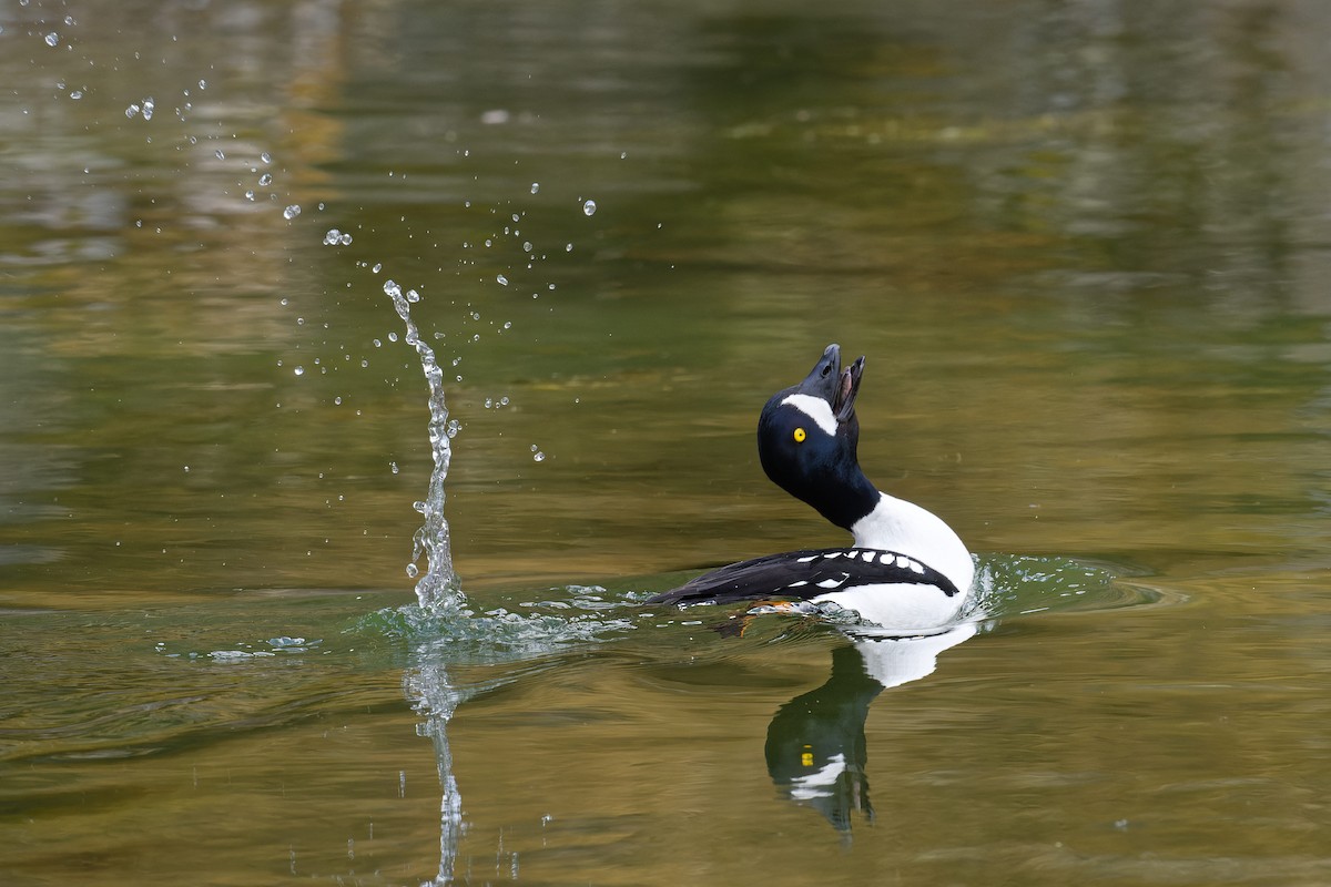 Barrow's Goldeneye - ML640872859