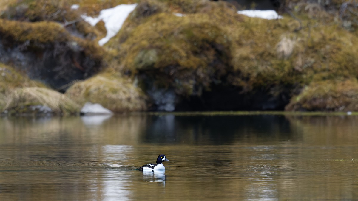 Barrow's Goldeneye - ML640872861