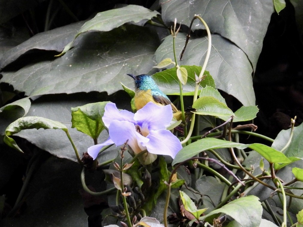 Collared Sunbird - ML640872878