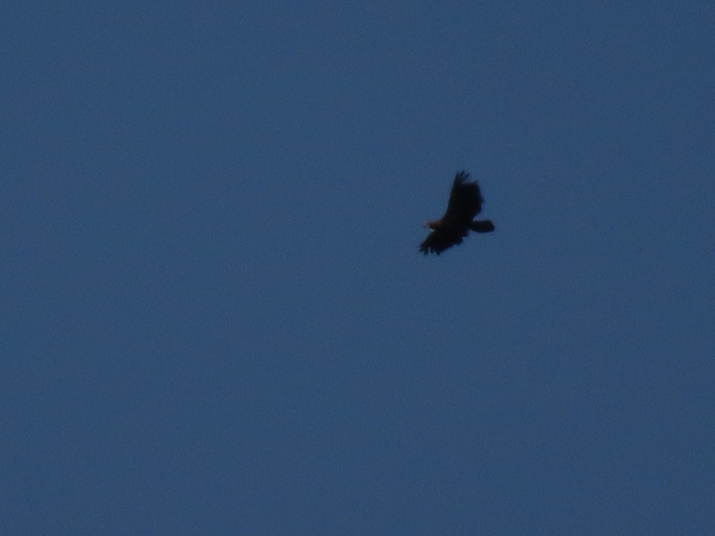 Weißkopf-Seeadler - ML640872934