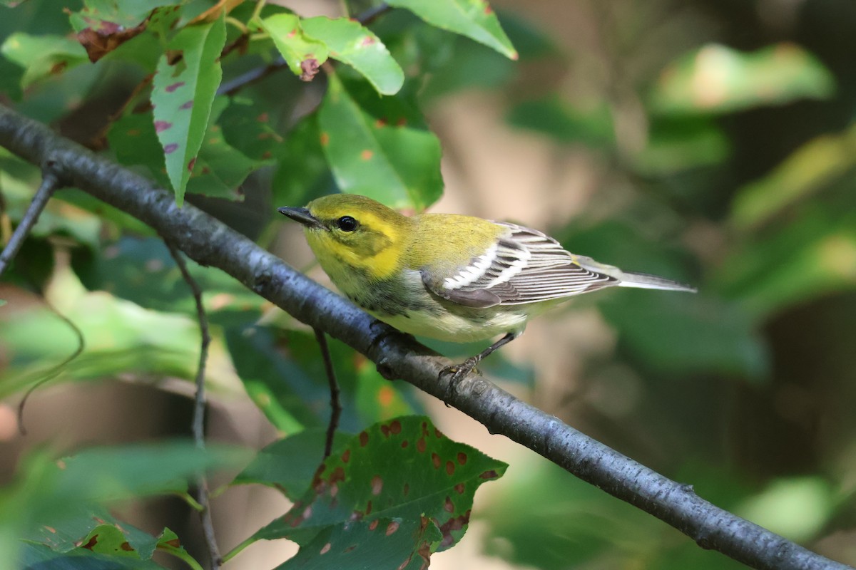 Black-throated Green Warbler - ML640872966