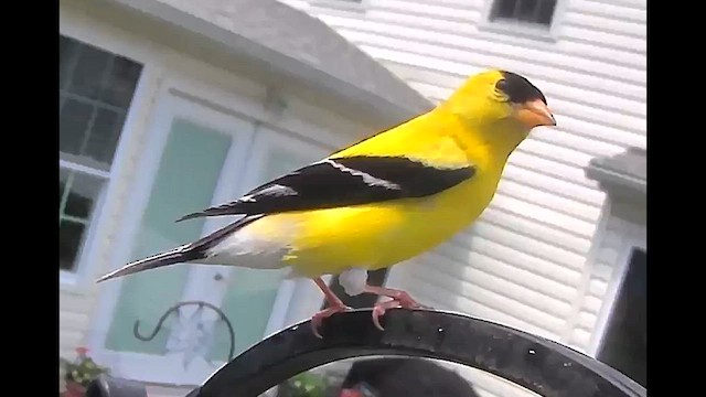 American Goldfinch - ML640872986