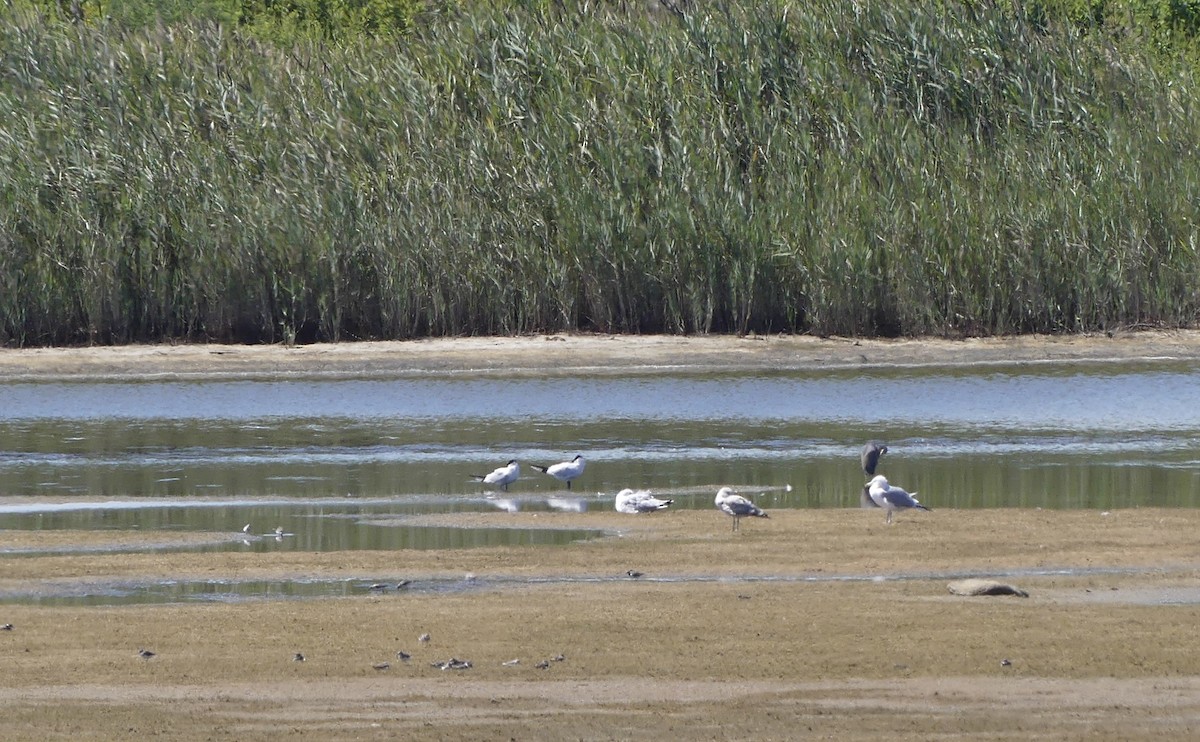 Caspian Tern - ML640873034