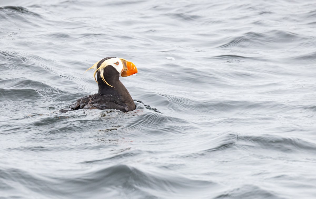 Tufted Puffin - ML640873037