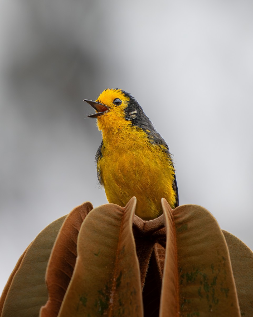 Белолицая канделита - ML640873088