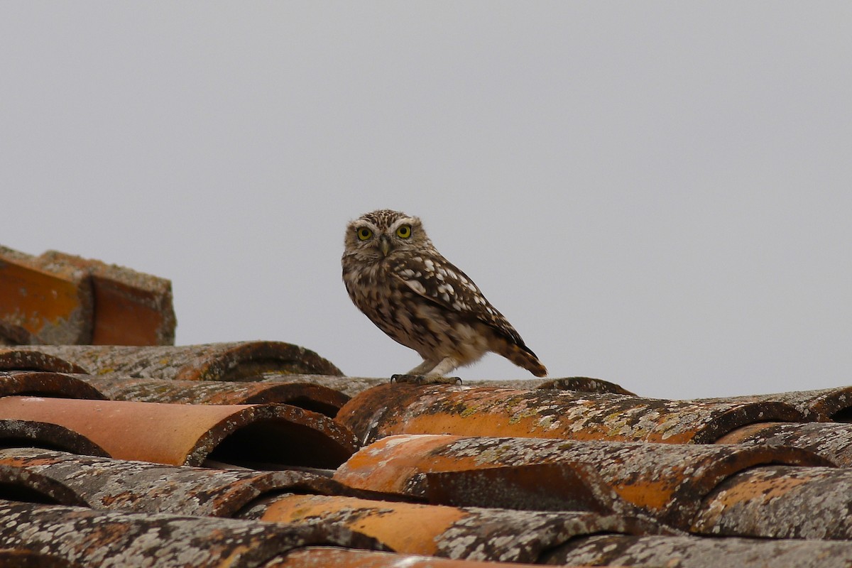 Little Owl - ML640873119