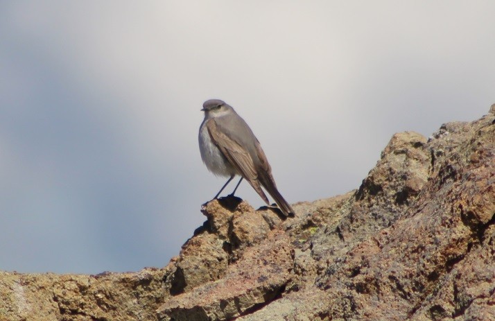 Cinereous Ground-Tyrant - ML640873145