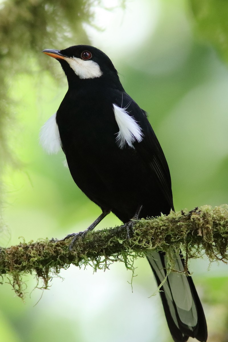 Black Solitaire - ML640873211