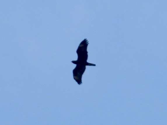 Wahlberg's Eagle - ML640873288
