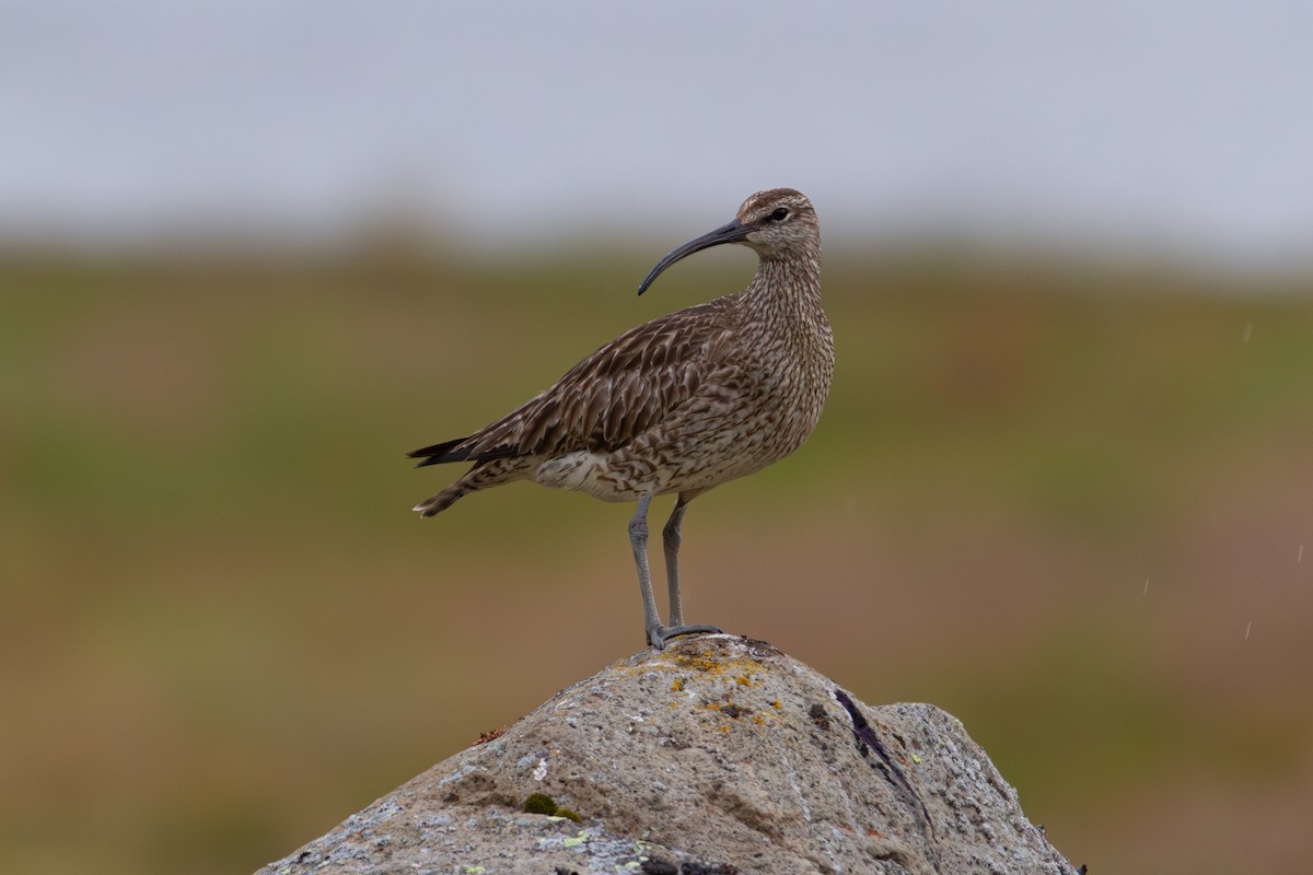Eurasian Whimbrel - ML640873346