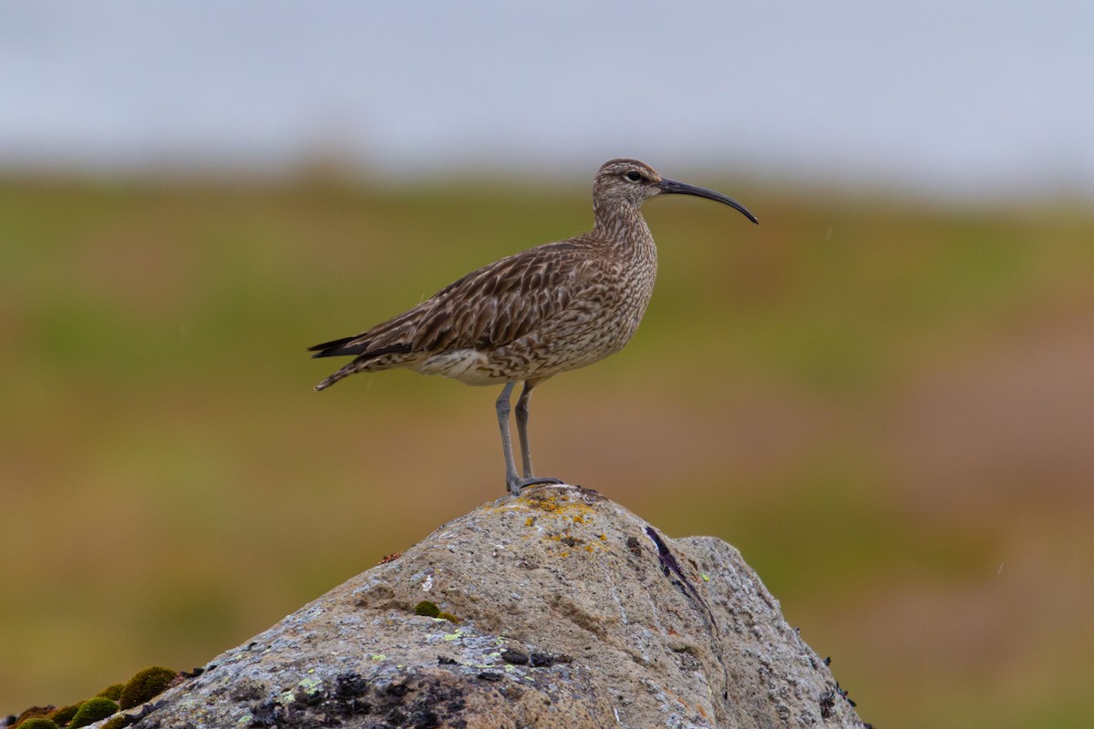 Eurasian Whimbrel - ML640873347