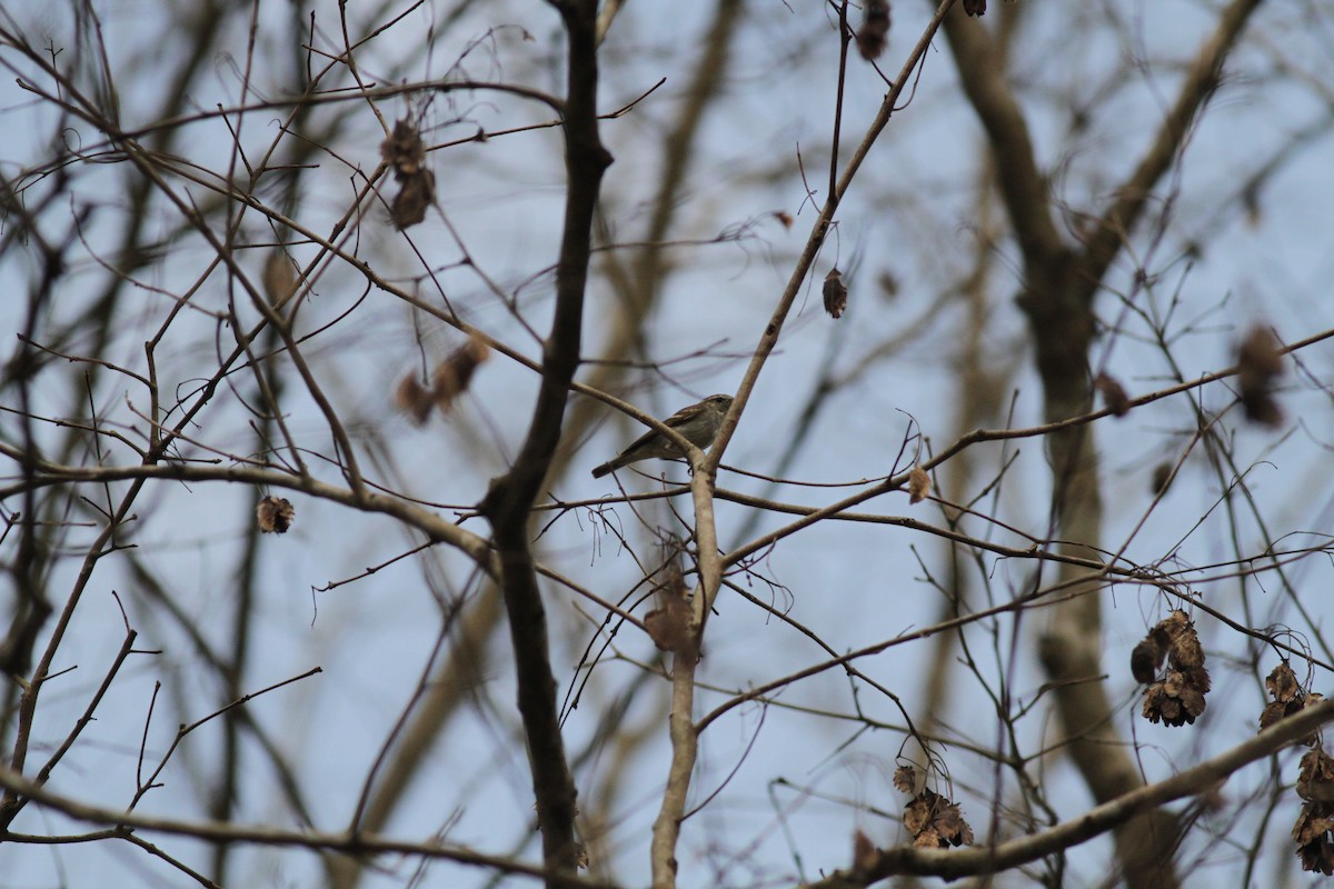 Pale-legged Leaf Warbler - ML640873405