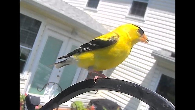 American Goldfinch - ML640873426