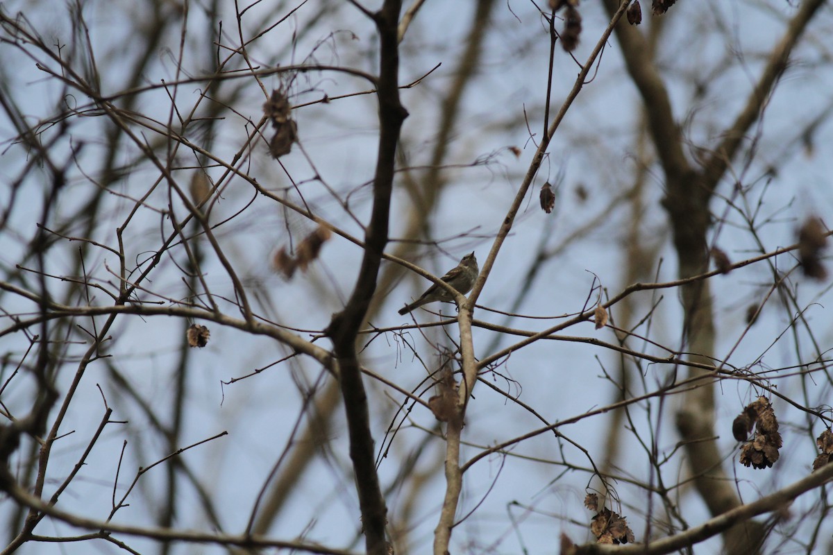 Pale-legged Leaf Warbler - ML640873443
