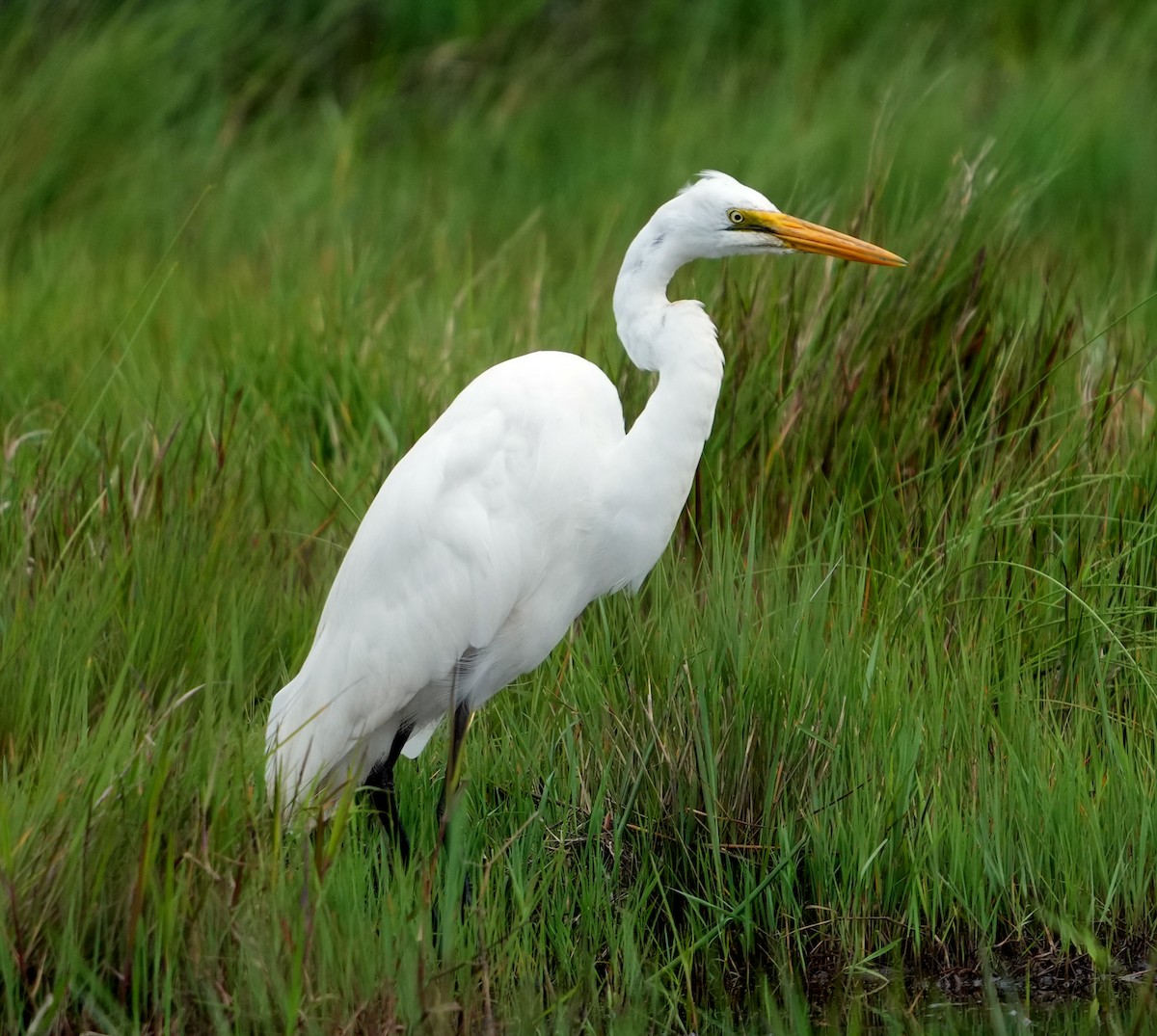 大白鷺(melanorhynchos) - ML640873516