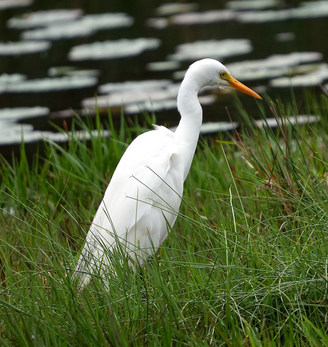 大白鷺(melanorhynchos) - ML640873517