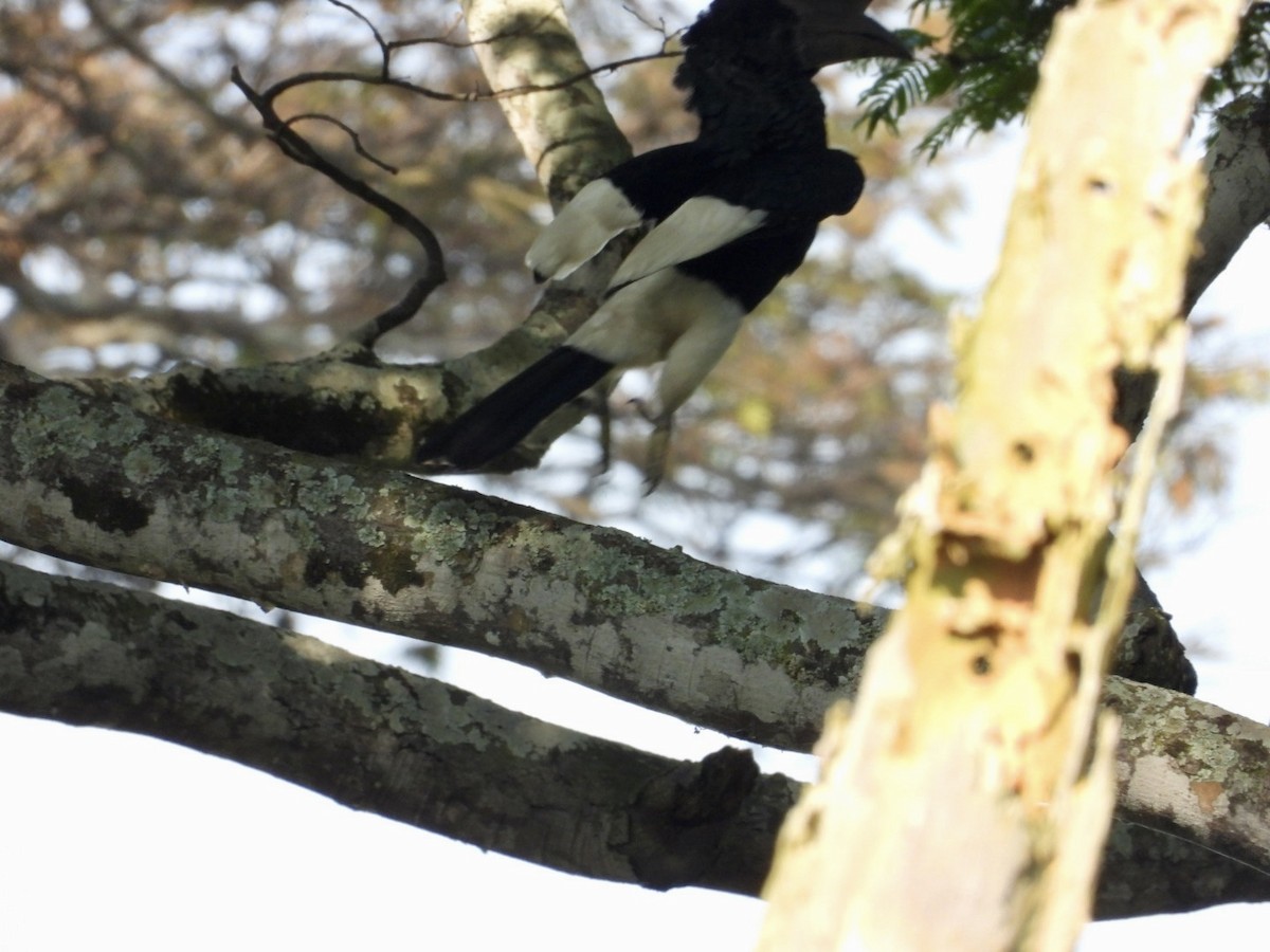 Black-and-white-casqued Hornbill - ML640873528