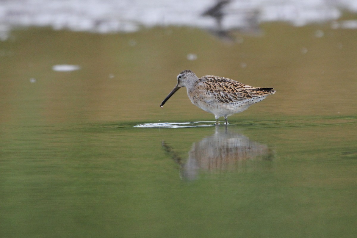 Short-billed Dowitcher - ML640873544