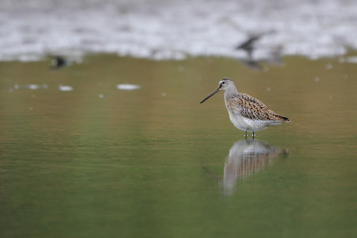 Short-billed Dowitcher - ML640873548