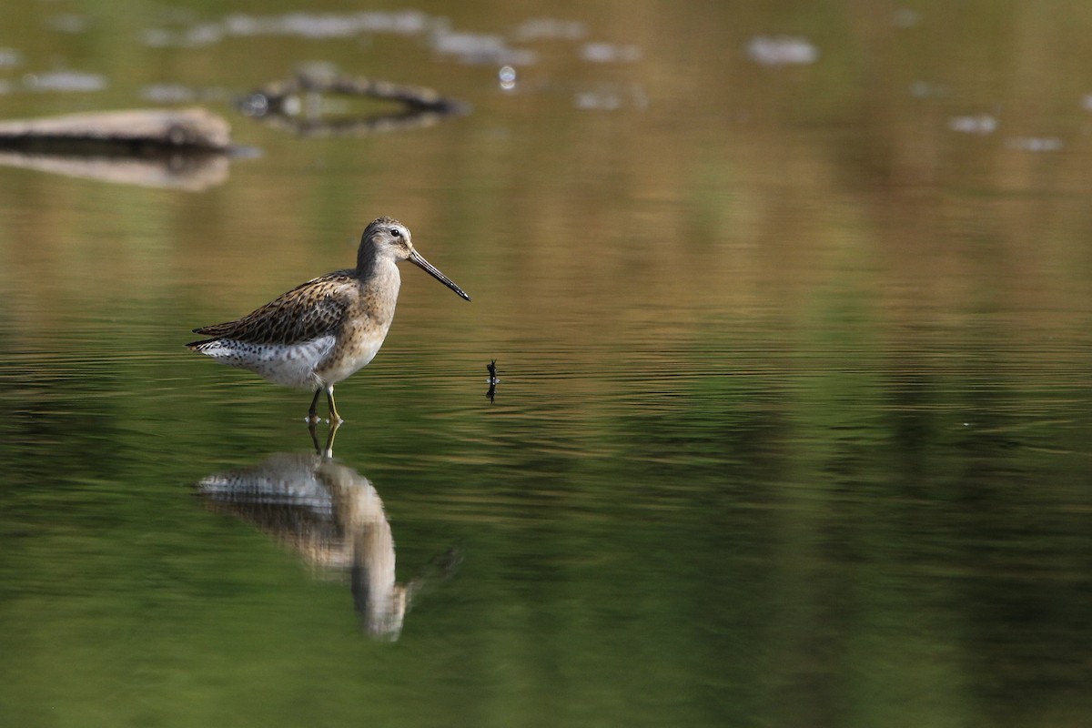 Short-billed Dowitcher - ML640873559