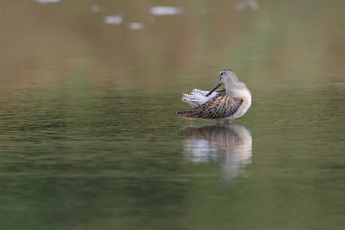 Short-billed Dowitcher - ML640873567