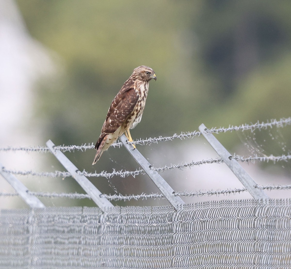 Red-shouldered Hawk (lineatus Group) - ML640873581