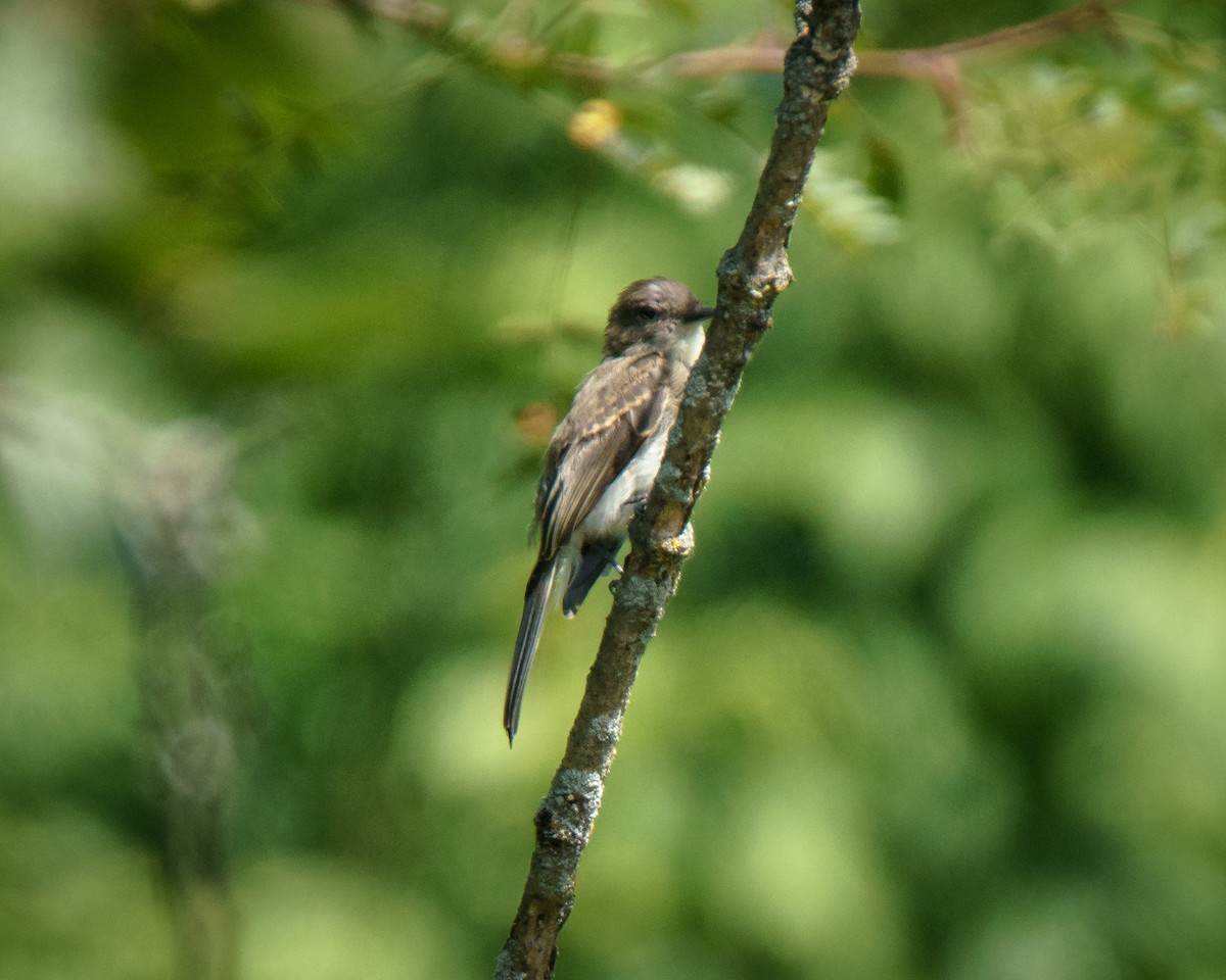 Eastern Wood-Pewee - ML640873583