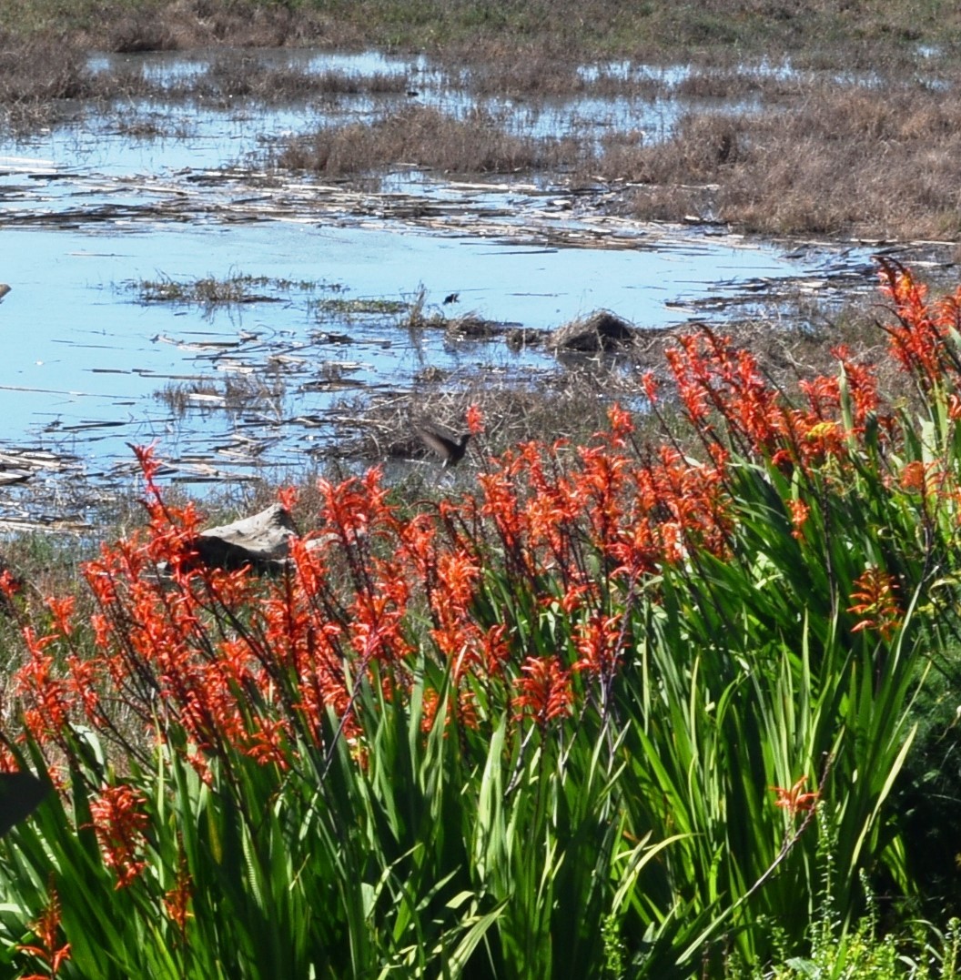Giant Hummingbird - ML640873653