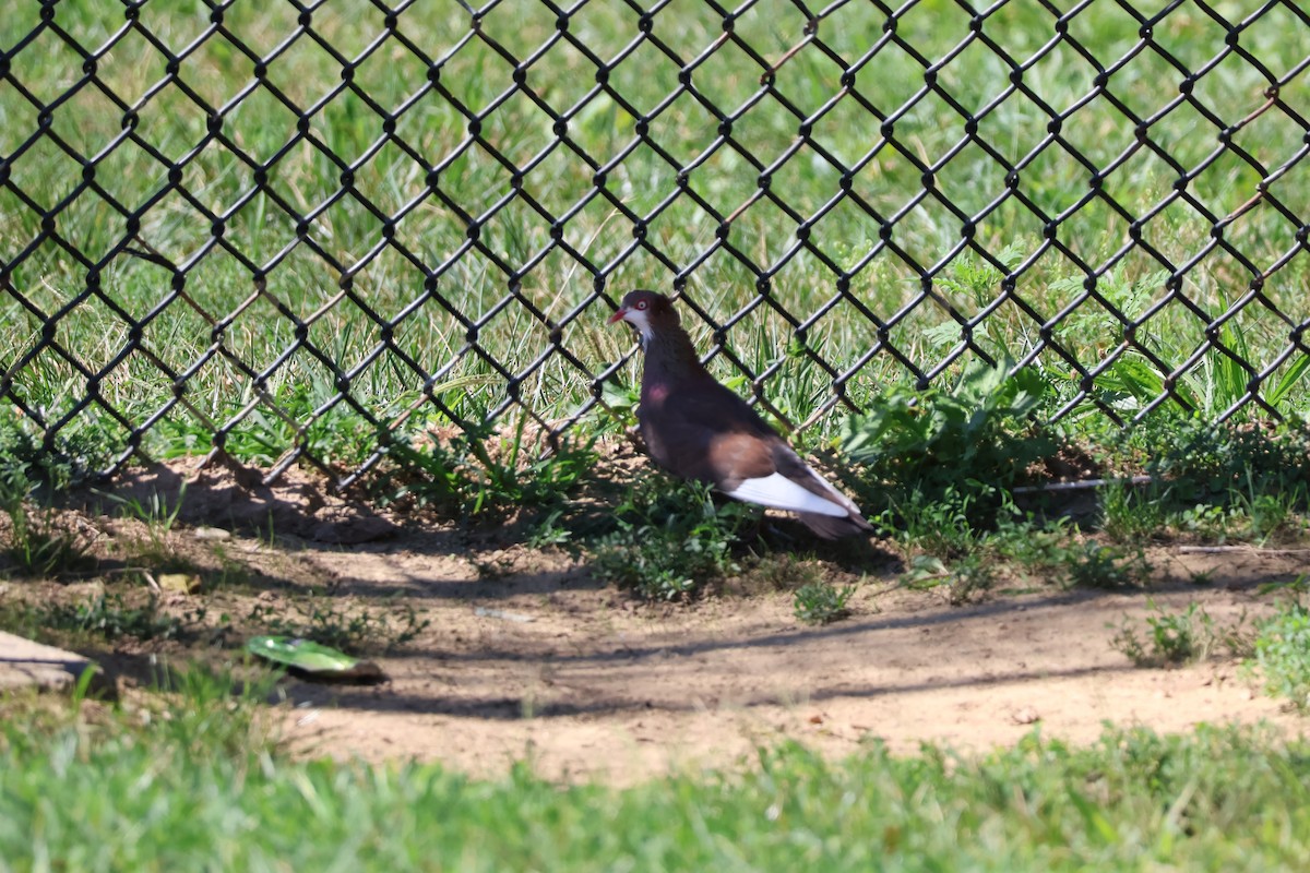 Rock Pigeon (Feral Pigeon) - ML640873681