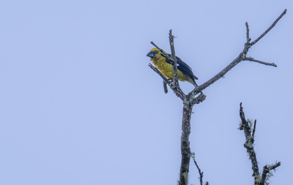 Black-thighed Grosbeak - ML640873690