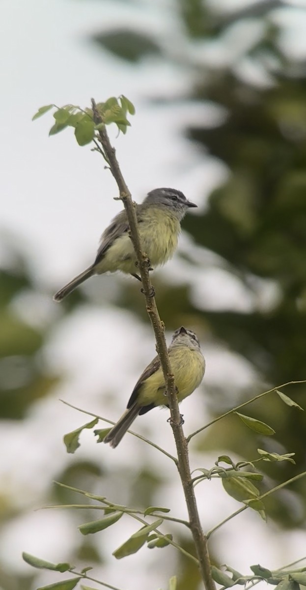 Sooty-headed Tyrannulet - ML640873714