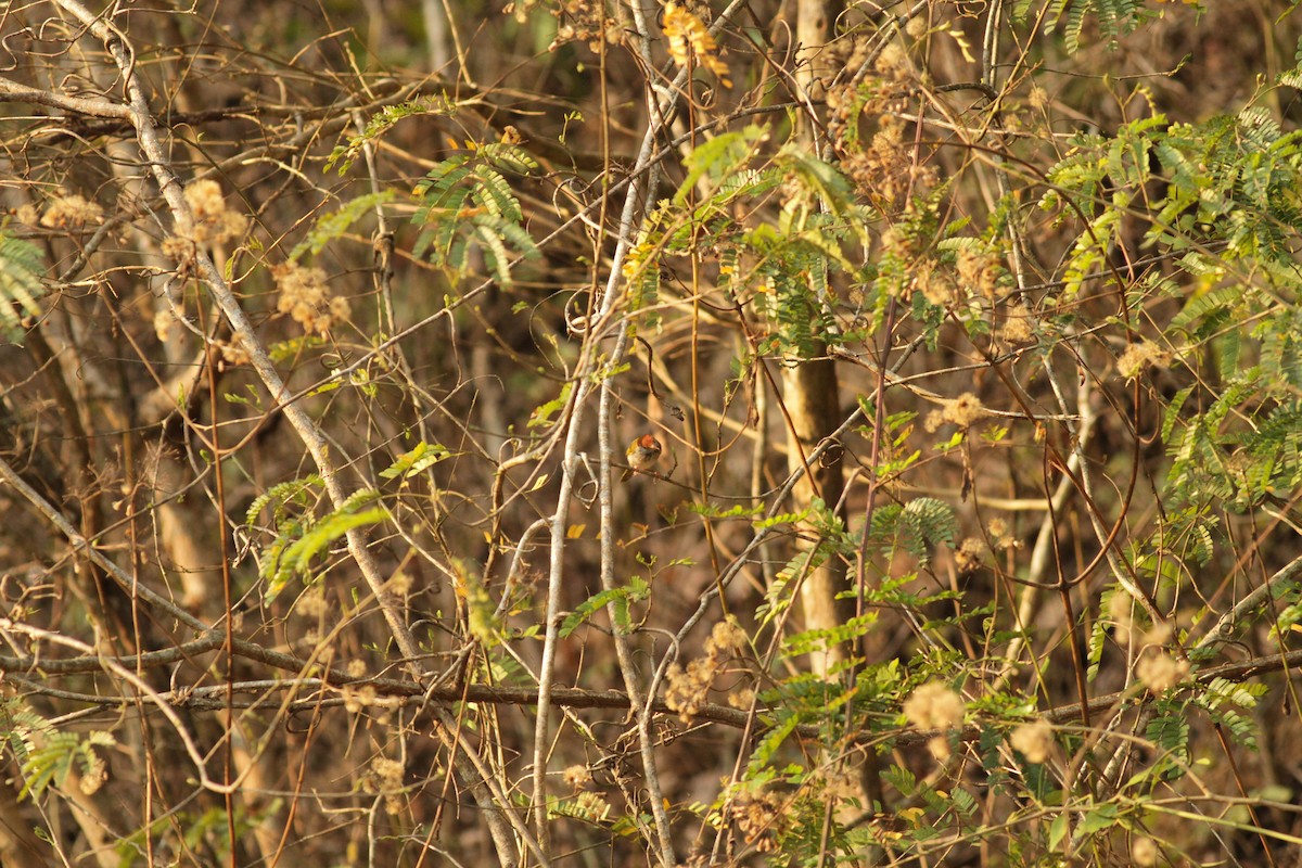 Dark-necked Tailorbird - ML640873741