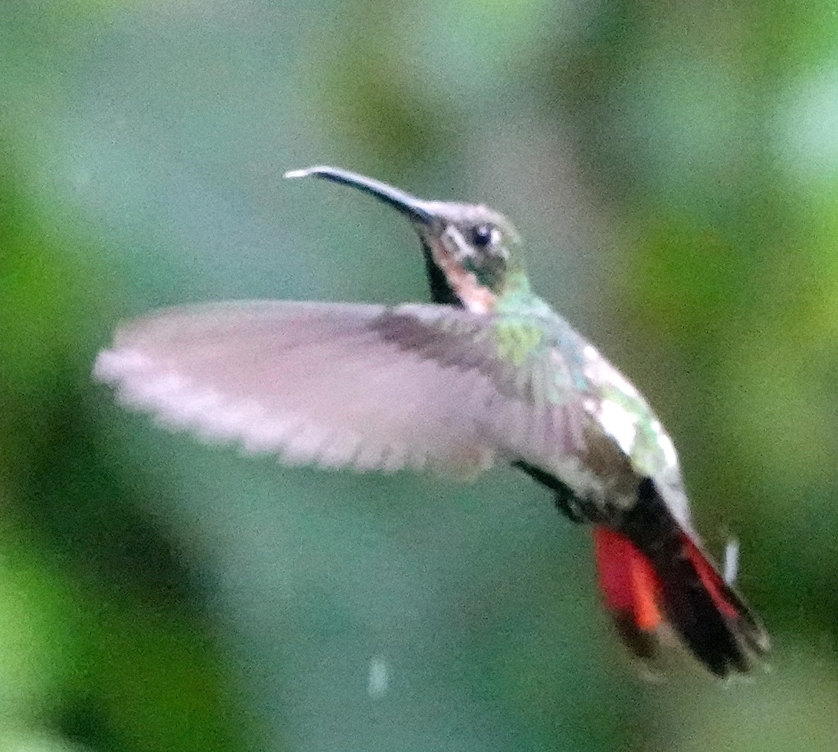 Black-throated Mango (Ecuadorian) - ML640873742