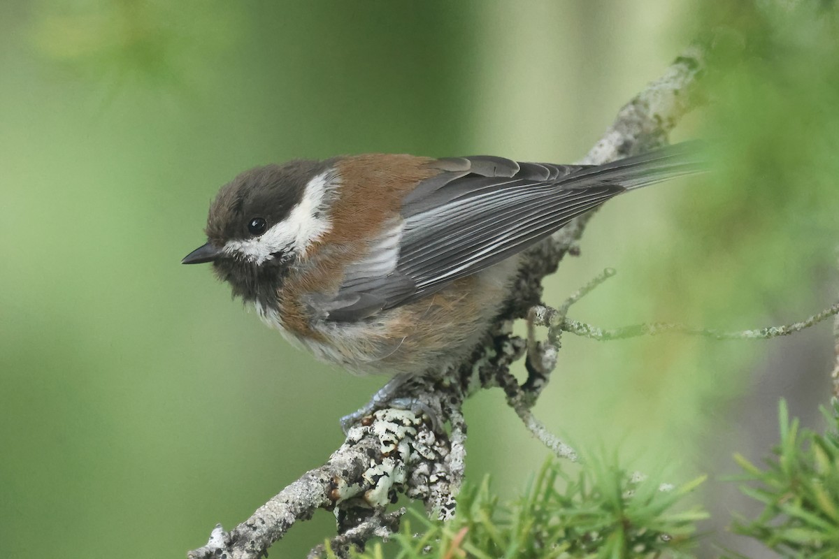 Chestnut-backed Chickadee - ML640873755
