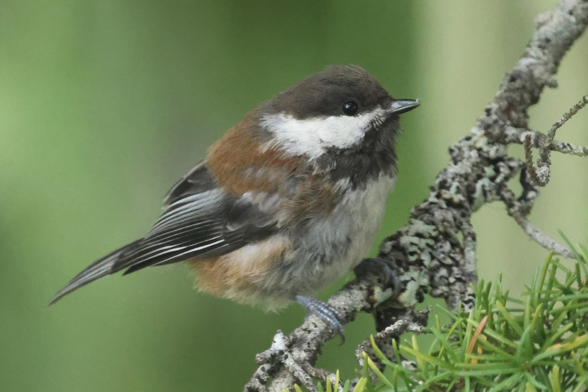 Chestnut-backed Chickadee - ML640873756