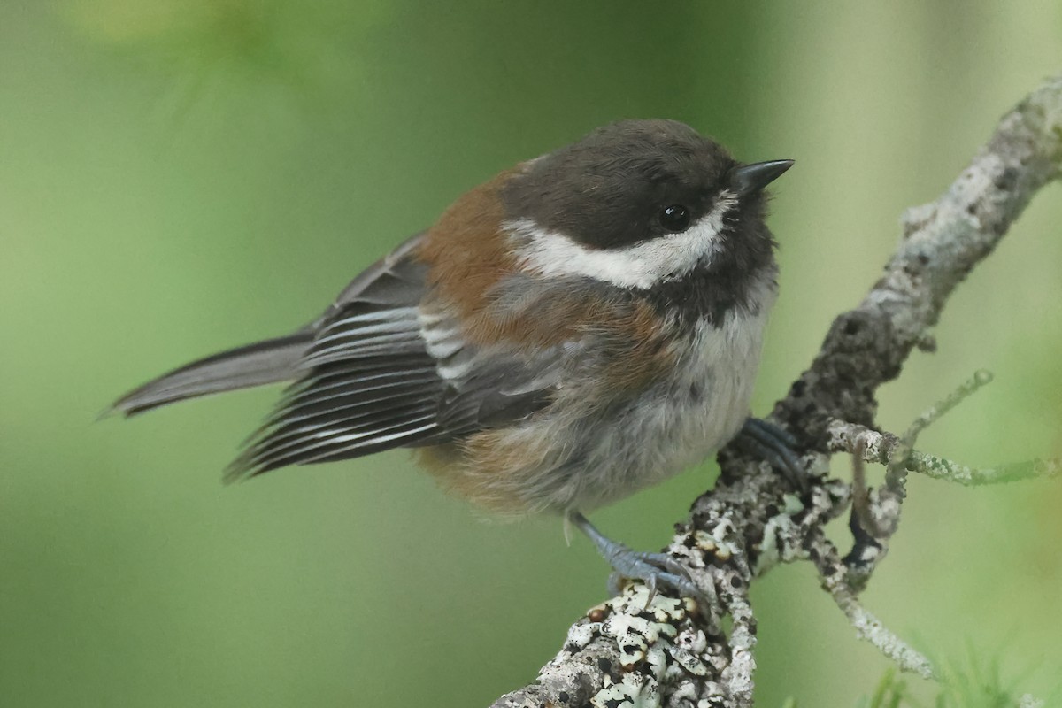 Chestnut-backed Chickadee - ML640873757