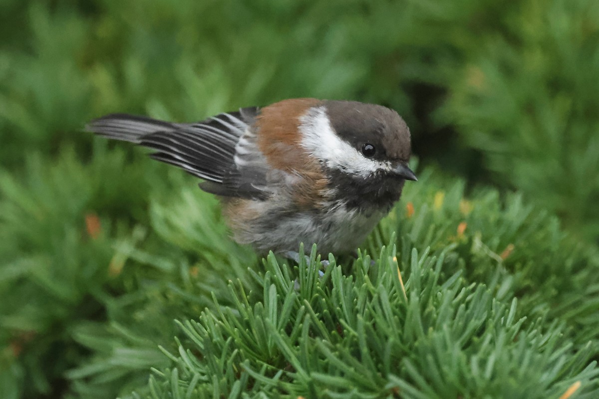 Chestnut-backed Chickadee - ML640873758