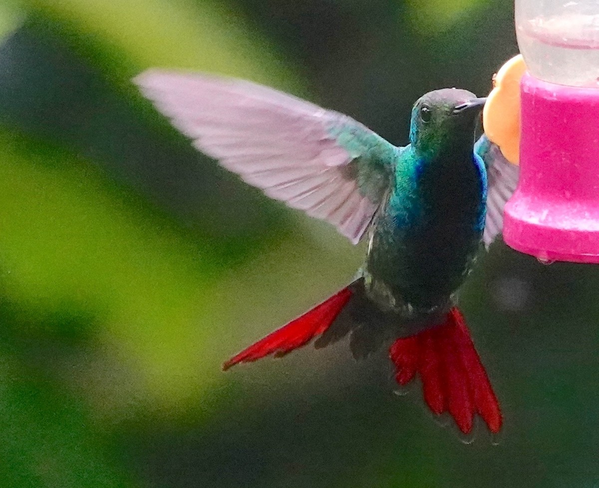 Black-throated Mango (Ecuadorian) - ML640873763